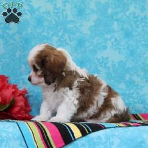 Diamond, Cavachon Puppy
